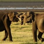 Fighting elephants Minneriya National Park