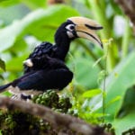 Oriental pied hornbills (Anthracoceros albirostris) – Kinanbatan