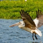 Spot billed pelican, Minneriya National Park