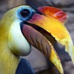 The wrinkled hornbill or Sunda wrinkled hornbill