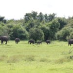 Wasgamuwa National Park (2)