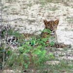 Wilpattu National Park leopard