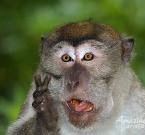 2_Long-tailed-macaque wildlife safari