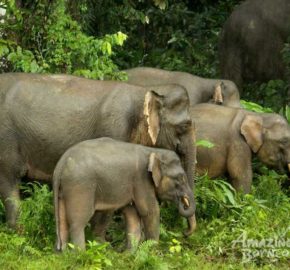 2_Pygmy-Elephant-b wildlife safari