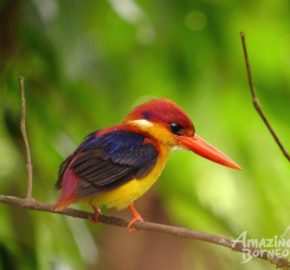 Black-backed-Kingfisher mystical borneo