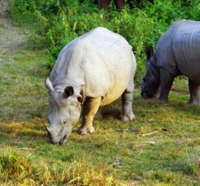 Chitwan National Park (5)