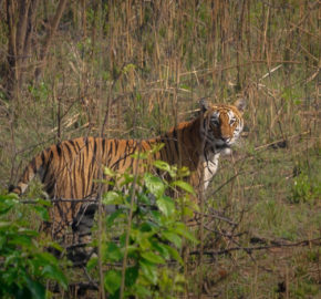 Inside Bardia National Park tiger