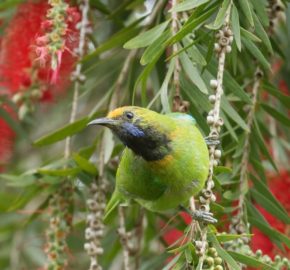 Leafbird